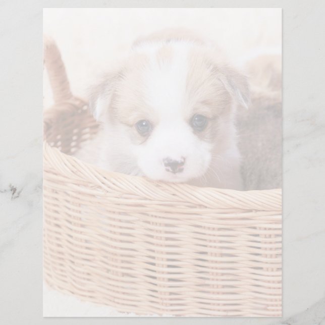 Kutest Baby Animals | Corgi Tiny Puppy (Voorkant)