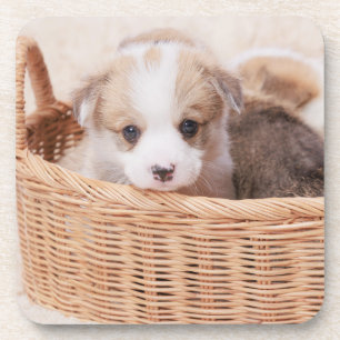 Kutest Baby Animals   Corgi Tiny Puppy Bier Onderzetter