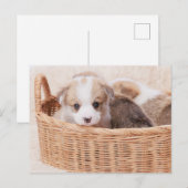 Kutest Baby Animals | Corgi Tiny Puppy Briefkaart (Voorkant / Achterkant)