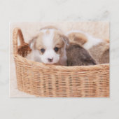 Kutest Baby Animals | Corgi Tiny Puppy Briefkaart (Voorkant)