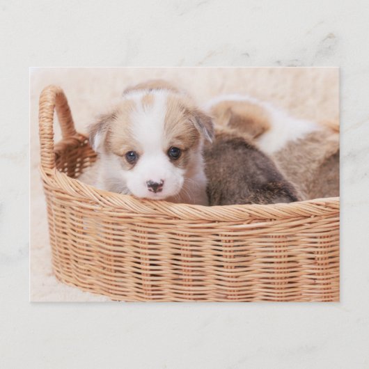 Kutest Baby Animals | Corgi Tiny Puppy Briefkaart (Voorkant)