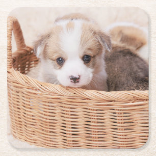 Kutest Baby Animals   Corgi Tiny Puppy Kartonnen Onderzetters