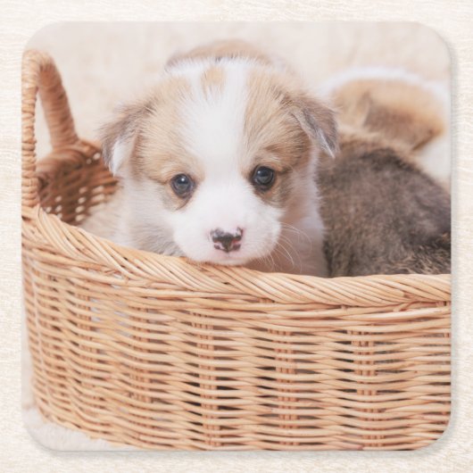 Kutest Baby Animals | Corgi Tiny Puppy Kartonnen Onderzetters (Voorkant)
