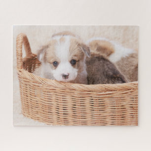 Kutest Baby Animals   Corgi Tiny Puppy Legpuzzel