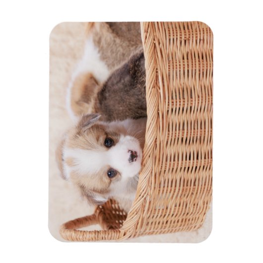 Kutest Baby Animals | Corgi Tiny Puppy Magneet (Verticaal)