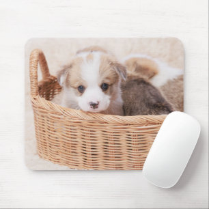 Kutest Baby Animals Corgi Tiny Puppy Muismat
