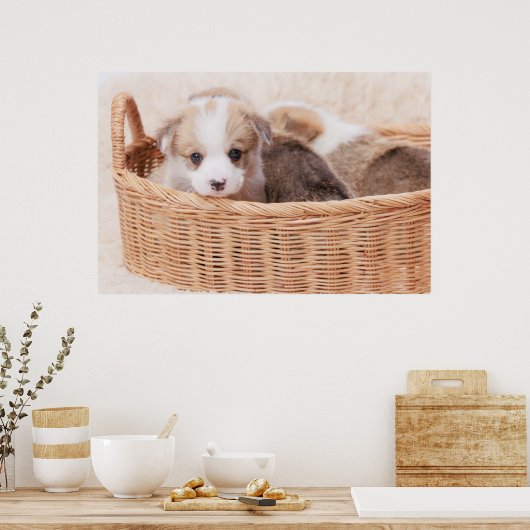 Kutest Baby Animals | Corgi Tiny Puppy Poster (Keuken)