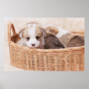 Kutest Baby Animals Corgi Tiny Puppy Poster