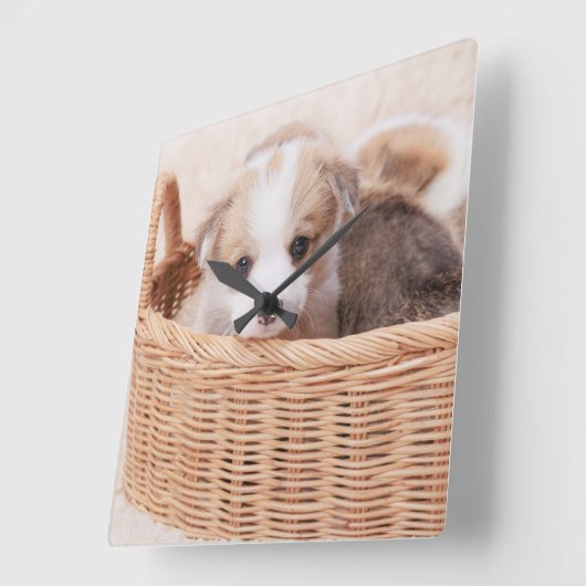 Kutest Baby Animals | Corgi Tiny Puppy Vierkante Klok (Hoek)