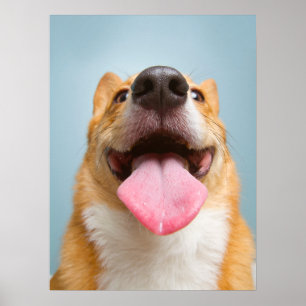 Kutest Baby Animals Corgi Tongue Poster