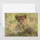 Kutest Baby Animals | Cute Baby Lion Cub Bedankkaart (Voorkant / Achterkant)