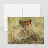 Kutest Baby Animals | Cute Baby Lion Cub Briefkaart (Voorkant / Achterkant)