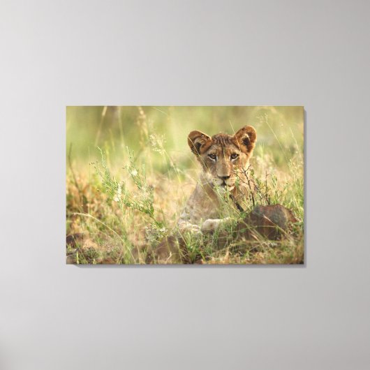 Kutest Baby Animals | Cute Baby Lion Cub Canvas Afdruk (Voorkant)