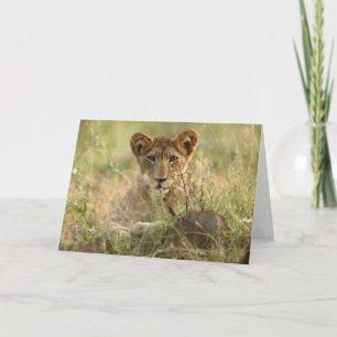 Kutest Baby Animals   Cute Baby Lion Cub Kaart