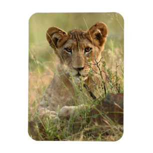 Kutest Baby Animals Cute Baby Lion Cub Magneet