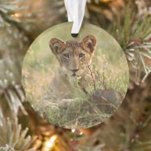 Kutest Baby Animals   Cute Baby Lion Cub Ornament
