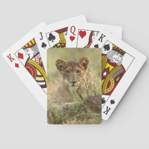 Kutest Baby Animals   Cute Baby Lion Cub Pokerkaarten