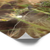 Kutest Baby Animals | Cute Baby Lion Cub Poster (Hoek)