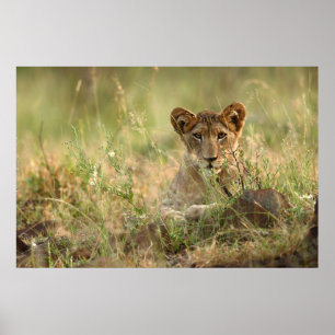 Kutest Baby Animals   Cute Baby Lion Cub Poster