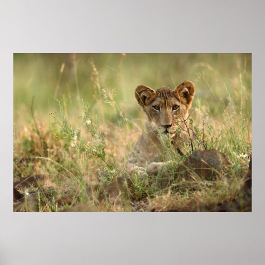 Kutest Baby Animals | Cute Baby Lion Cub Poster (Voorkant)