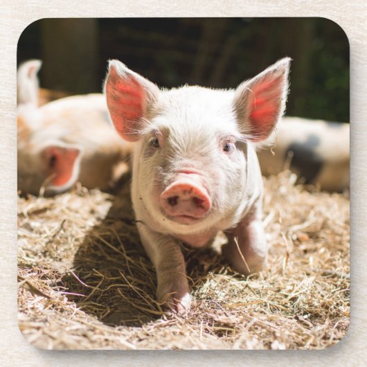 Kutest Baby Animals | Cute Baby Piglet Bier Onderzetter (Voorkant)