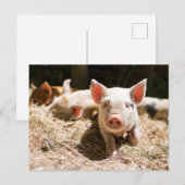 Kutest Baby Animals | Cute Baby Piglet Briefkaart (Voorkant / Achterkant)