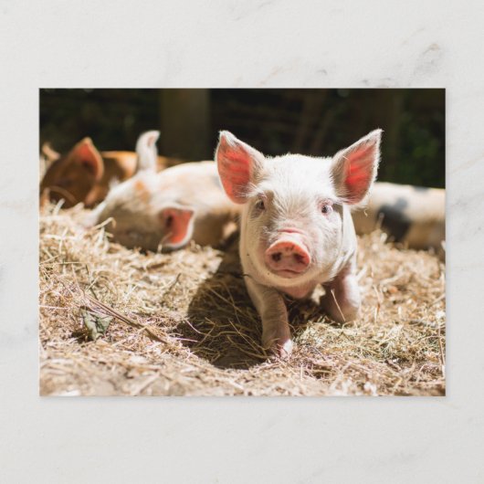 Kutest Baby Animals | Cute Baby Piglet Briefkaart (Voorkant)