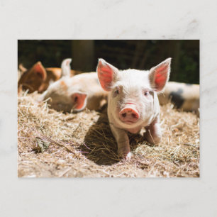 Kutest Baby Animals   Cute Baby Piglet Briefkaart