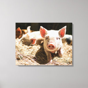 Kutest Baby Animals   Cute Baby Piglet Canvas Afdruk