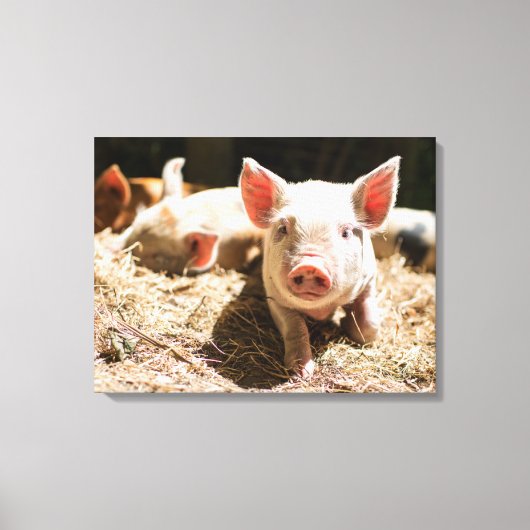 Kutest Baby Animals | Cute Baby Piglet Canvas Afdruk (Voorkant)