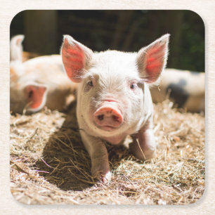 Kutest Baby Animals Cute Baby Piglet Kartonnen Onderzetters