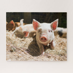Kutest Baby Animals   Cute Baby Piglet Legpuzzel