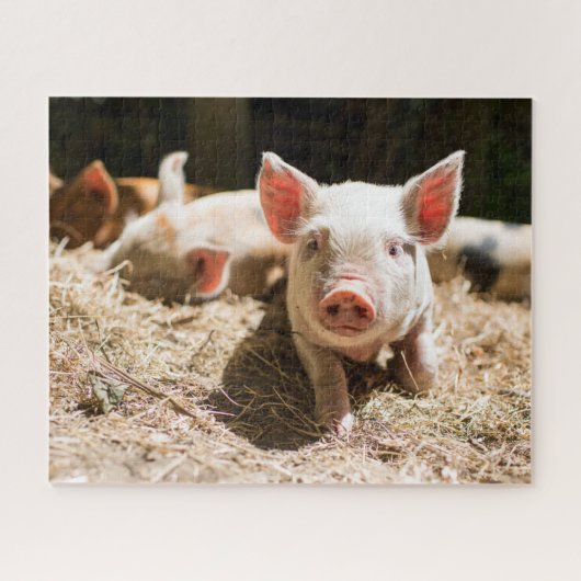 Kutest Baby Animals | Cute Baby Piglet Legpuzzel (Horizontaal)