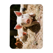 Kutest Baby Animals | Cute Baby Piglet Magneet (Verticaal)