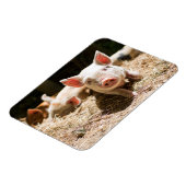 Kutest Baby Animals | Cute Baby Piglet Magneet (Linkerzijde)