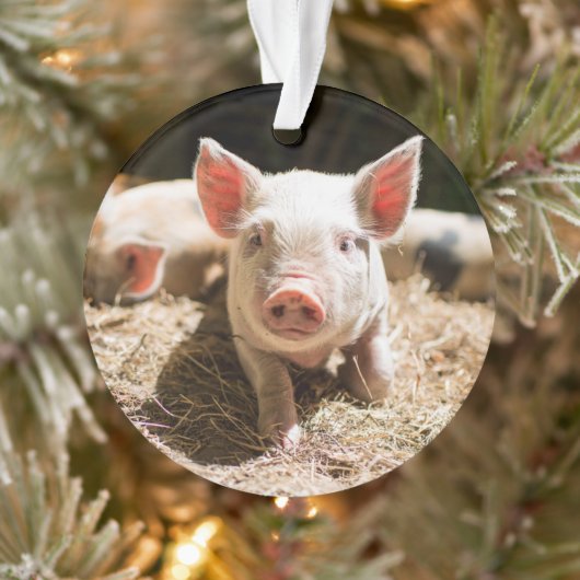 Kutest Baby Animals | Cute Baby Piglet Ornament (Boom)