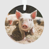 Kutest Baby Animals | Cute Baby Piglet Ornament (achterkant)
