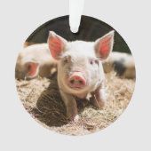 Kutest Baby Animals | Cute Baby Piglet Ornament (voorkant)