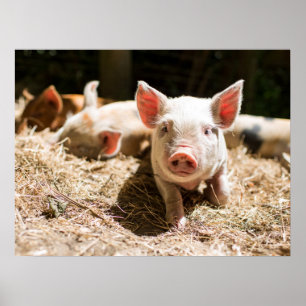 Kutest Baby Animals   Cute Baby Piglet Poster