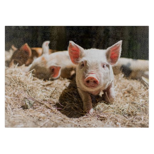 Kutest Baby Animals | Cute Baby Piglet Snijplank (Voorkant)