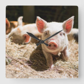 Kutest Baby Animals | Cute Baby Piglet Vierkante Klok (Voorkant)