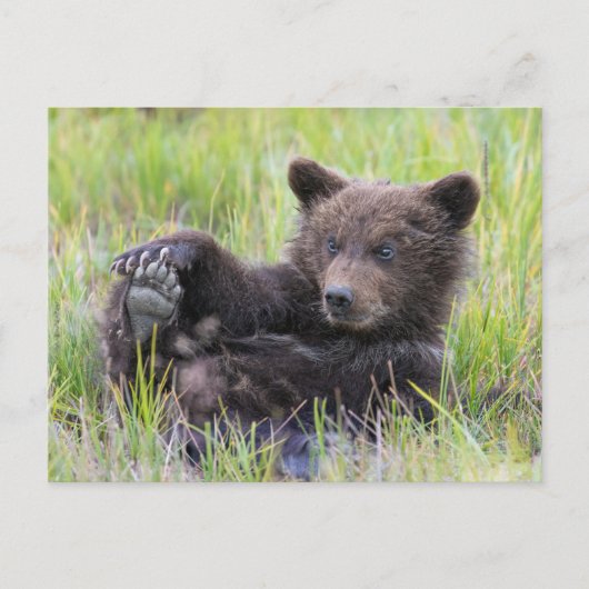 Kutest Baby Animals | Cute Brown Beer Cub-spellen Briefkaart (Voorkant)