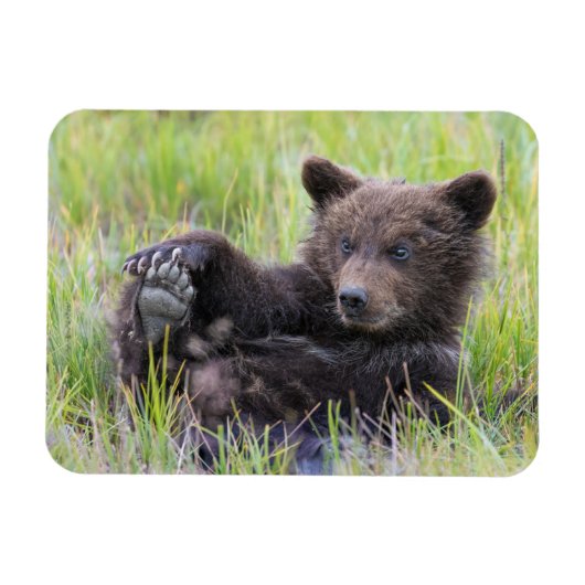 Kutest Baby Animals | Cute Brown Beer Cub-spellen Magneet (Horizontaal)