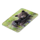 Kutest Baby Animals | Cute Brown Beer Cub-spellen Magneet (Linkerzijde)