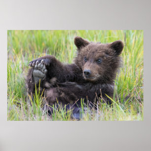 Kutest Baby Animals Cute Brown Beer Cub-spellen Poster