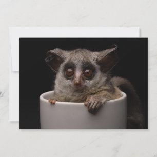 Kutest Baby Animals Cute Bushbaby Bedankkaart