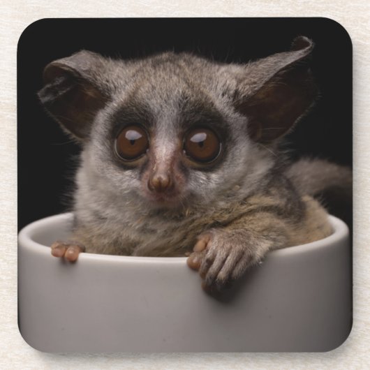 Kutest Baby Animals | Cute Bushbaby Bier Onderzetter (Voorkant)