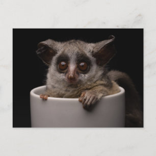 Kutest Baby Animals   Cute Bushbaby Briefkaart