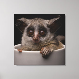 Kutest Baby Animals   Cute Bushbaby Canvas Afdruk