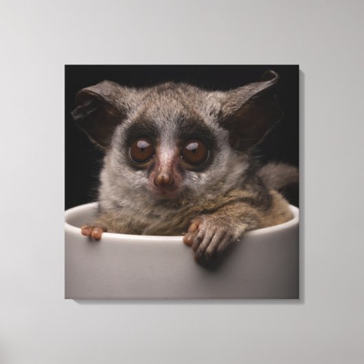 Kutest Baby Animals | Cute Bushbaby Canvas Afdruk (Voorkant)